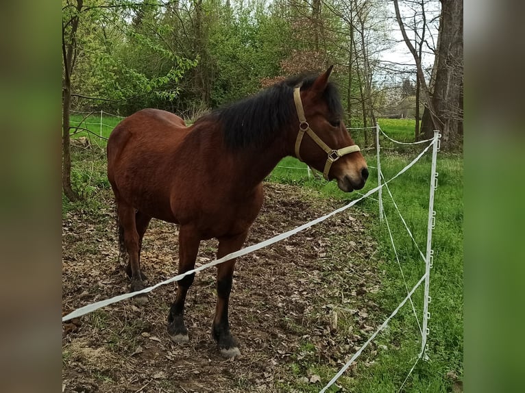 Fler ponnyer/små hästar Blandning Sto 16 år 140 cm Brun in Löbau