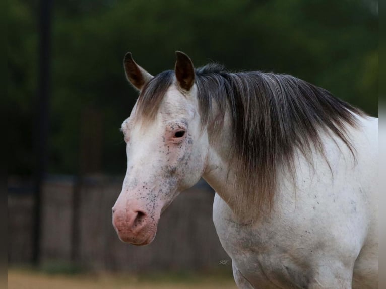 Fler ponnyer/små hästar Sto 16 år in Joshua, TX