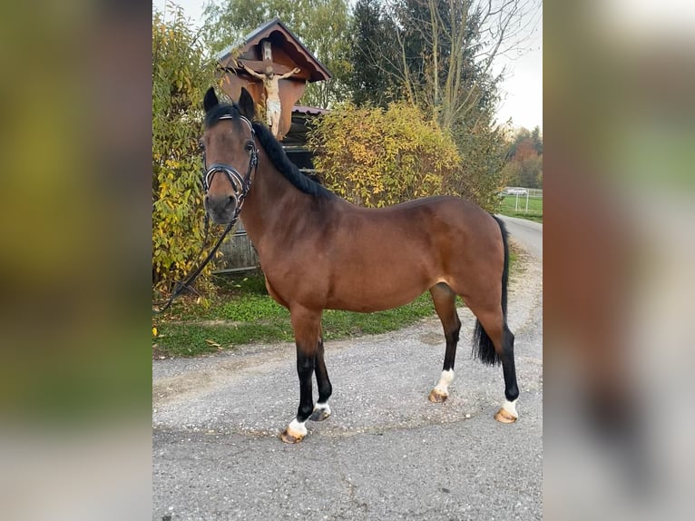 Fler ponnyer/små hästar Sto 17 år 125 cm Brun in Schwäbisch Gmünd