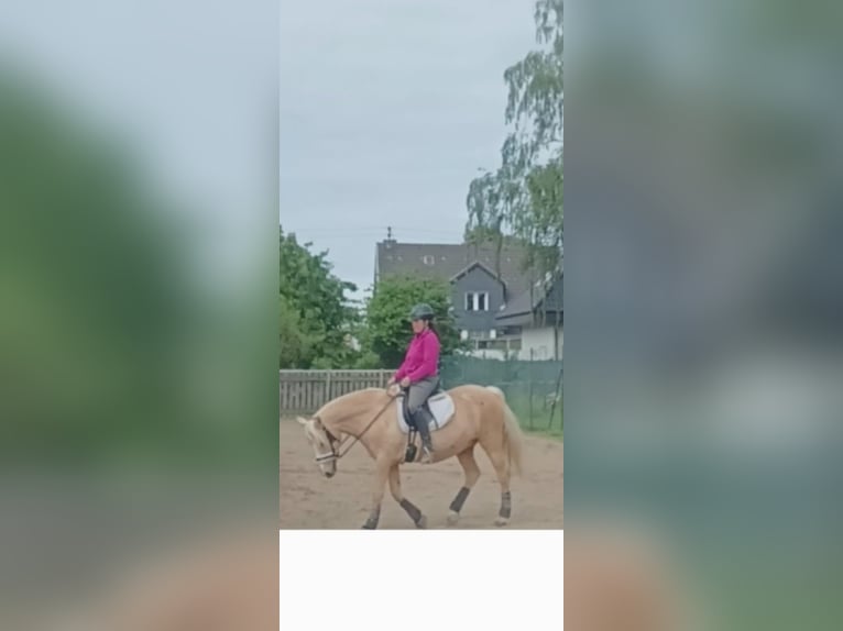 Fler ponnyer/små hästar Sto 17 år 146 cm Palomino in Niederkassel