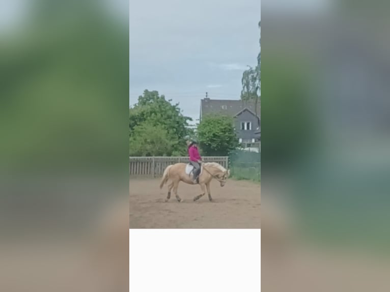 Fler ponnyer/små hästar Sto 17 år 146 cm Palomino in Niederkassel