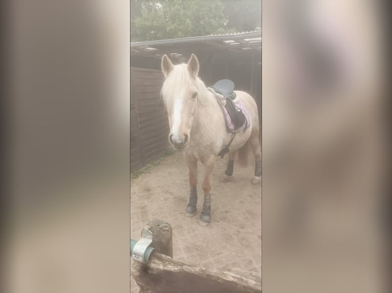 Fler ponnyer/små hästar Sto 17 år 146 cm Palomino in Niederkassel