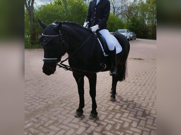 Fler ponnyer/små hästar Blandning Sto 18 år 140 cm Svart in Ebsdorfergrund