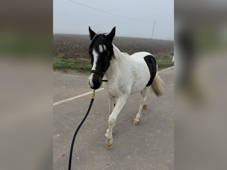 Fler ponnyer/små hästar Blandning Sto 1 år 135 cm Pinto in Daleiden