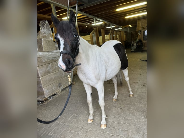 Fler ponnyer/små hästar Blandning Sto 1 år 135 cm Pinto in Daleiden