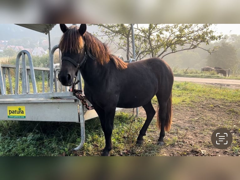 Fler ponnyer/små hästar Blandning Sto 1 år 135 cm Svart in Worbis