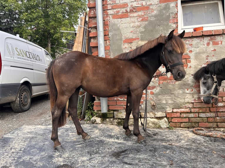 Fler ponnyer/små hästar Blandning Sto 1 år 135 cm Svart in Worbis