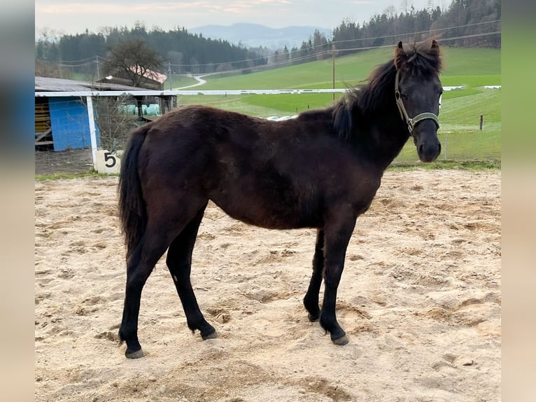 Fler ponnyer/små hästar Sto 1 år Mörkbrun in Pfarrkirchen i.M.
