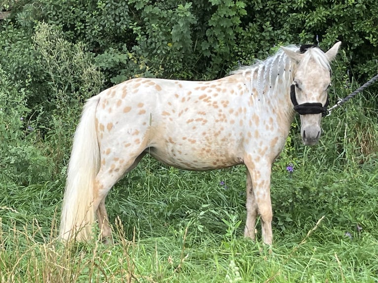 Fler ponnyer/små hästar Sto 2 år 110 cm Leopard-Piebald in Ursensollen