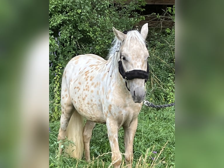 Fler ponnyer/små hästar Sto 2 år 110 cm Leopard-Piebald in Ursensollen