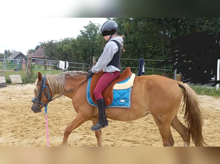 Fler ponnyer/små hästar Sto 3 år 140 cm fux in Rastbach