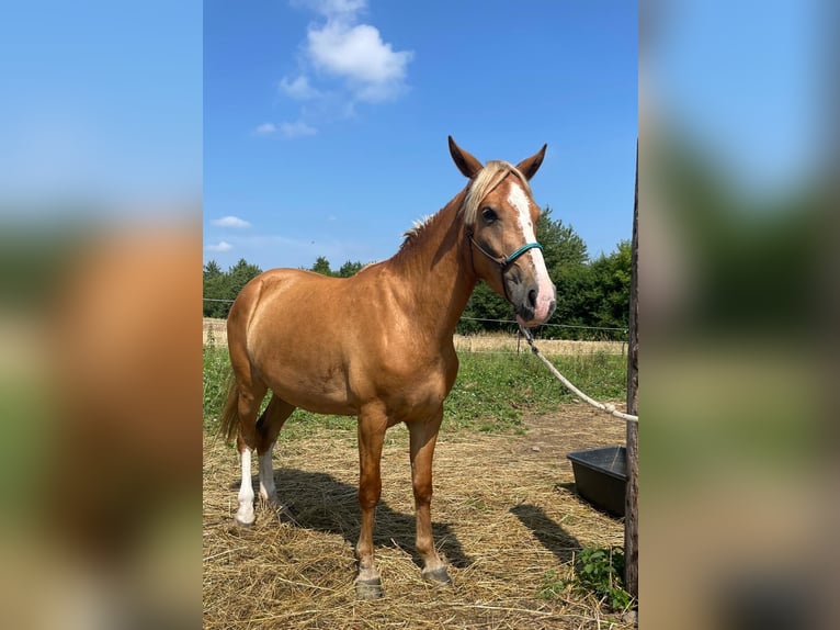 Fler ponnyer/små hästar Sto 3 år 140 cm fux in Rastbach