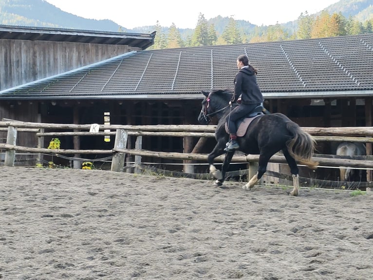 Fler ponnyer/små hästar Sto 3 år 148 cm Svart in Scheffau am Wilden Kaiser