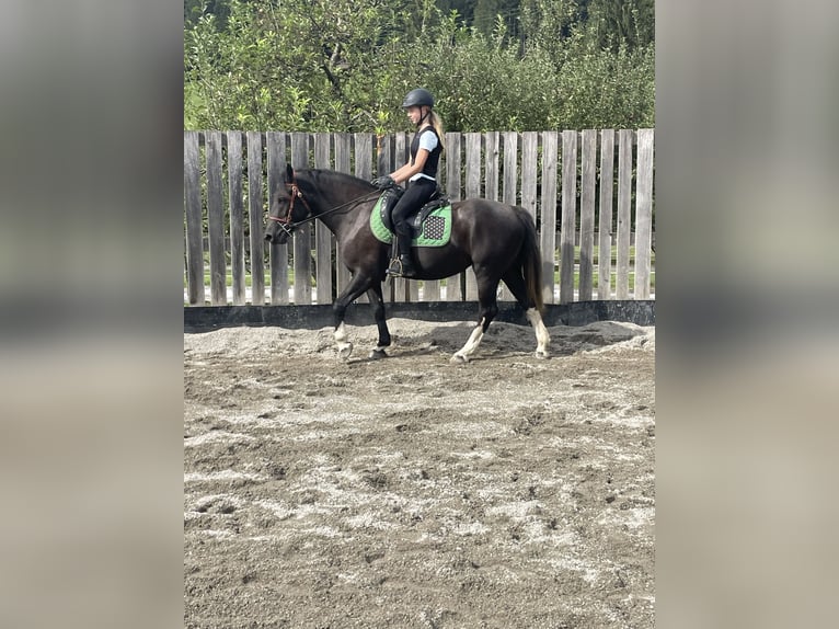 Fler ponnyer/små hästar Sto 3 år 148 cm Svart in Scheffau am Wilden Kaiser