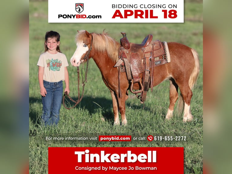 Fler ponnyer/små hästar Sto 3 år 97 cm Fux in Carthage, TX