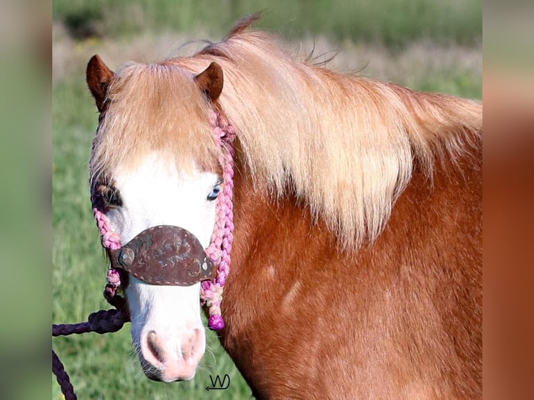 Fler ponnyer/små hästar Sto 3 år 97 cm Fux in Carthage, TX