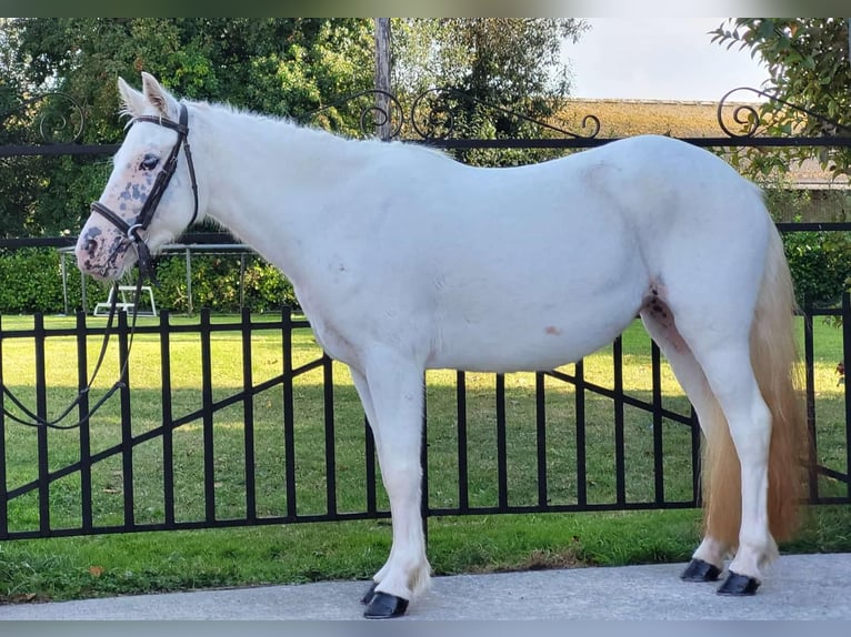 Fler ponnyer/små hästar Sto 4 år 120 cm Grå in Neustadt (Wied)