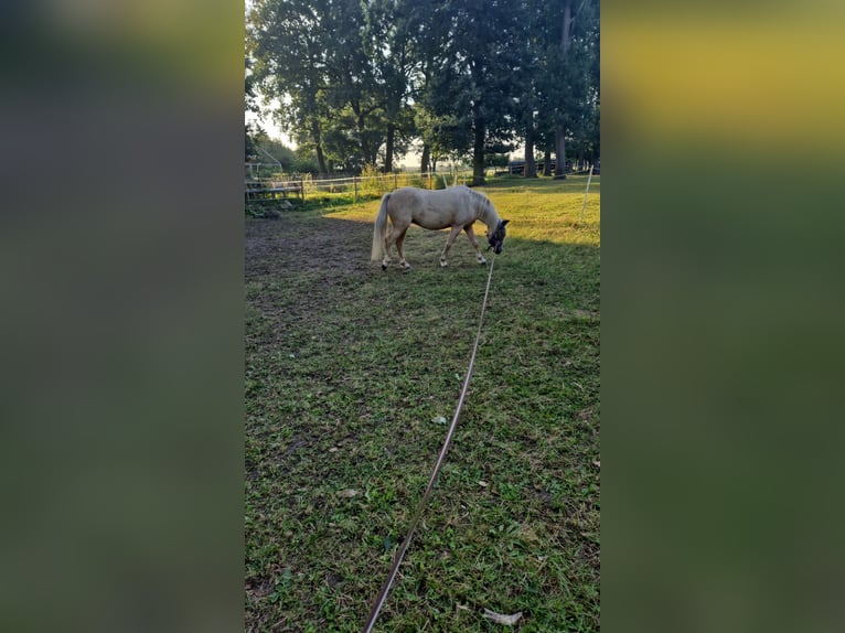 Fler ponnyer/små hästar Blandning Sto 4 år 120 cm Palomino in Berge