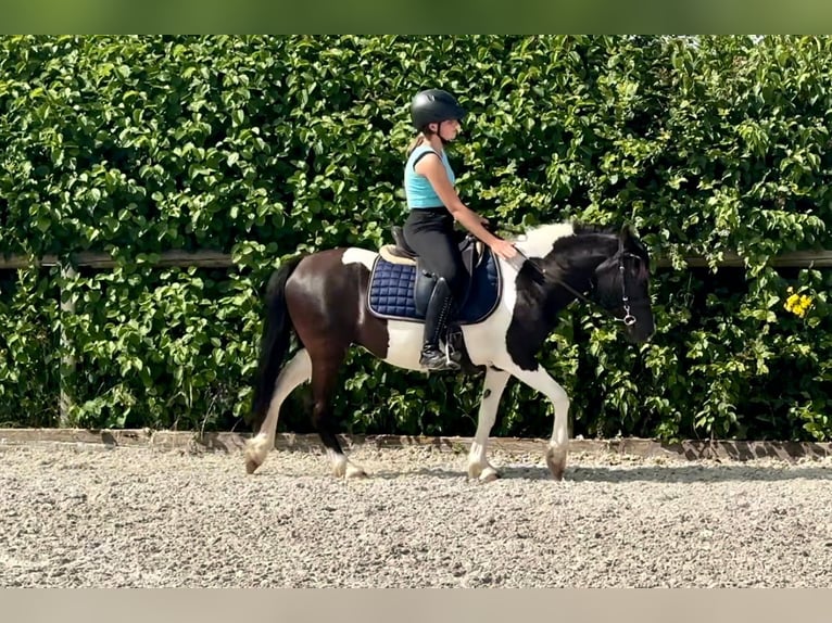 Fler ponnyer/små hästar Sto 4 år 125 cm Pinto in Neustadt (Wied)