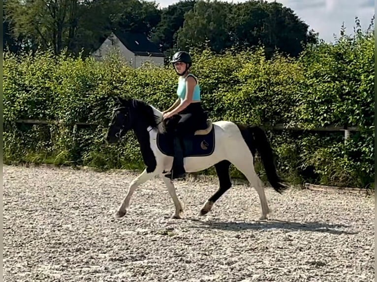 Fler ponnyer/små hästar Sto 4 år 125 cm Pinto in Neustadt (Wied)