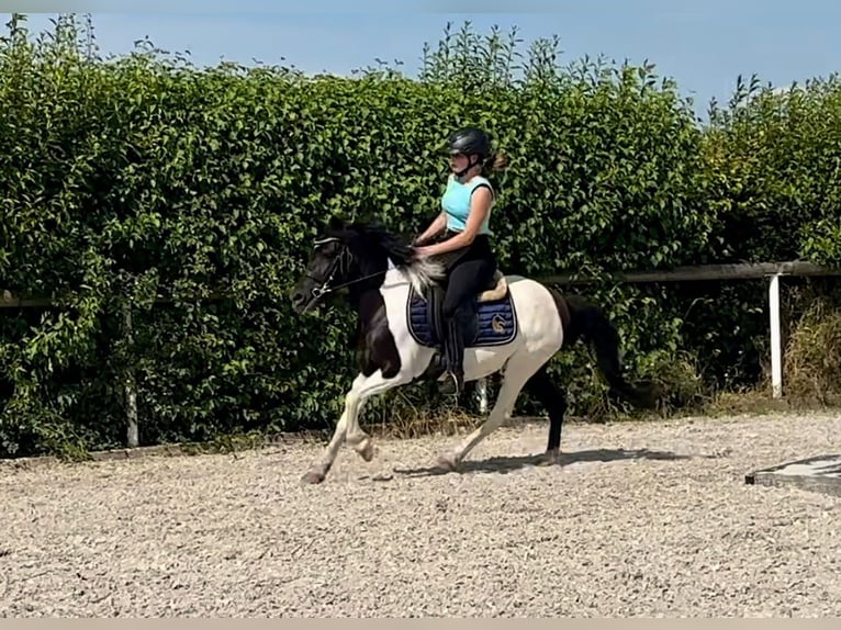 Fler ponnyer/små hästar Sto 4 år 125 cm Pinto in Neustadt (Wied)