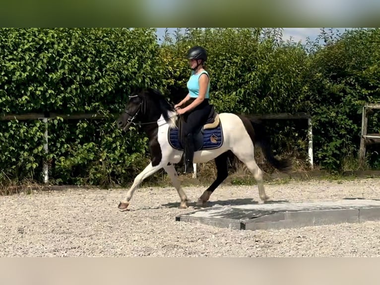 Fler ponnyer/små hästar Sto 4 år 125 cm Pinto in Neustadt (Wied)