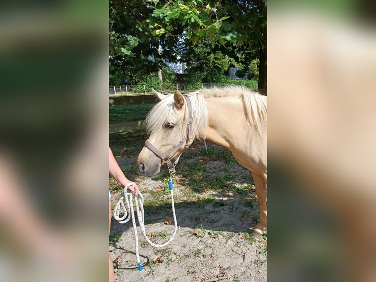 Fler ponnyer/små hästar Blandning Sto 4 år 140 cm Cremello in Zeewolde