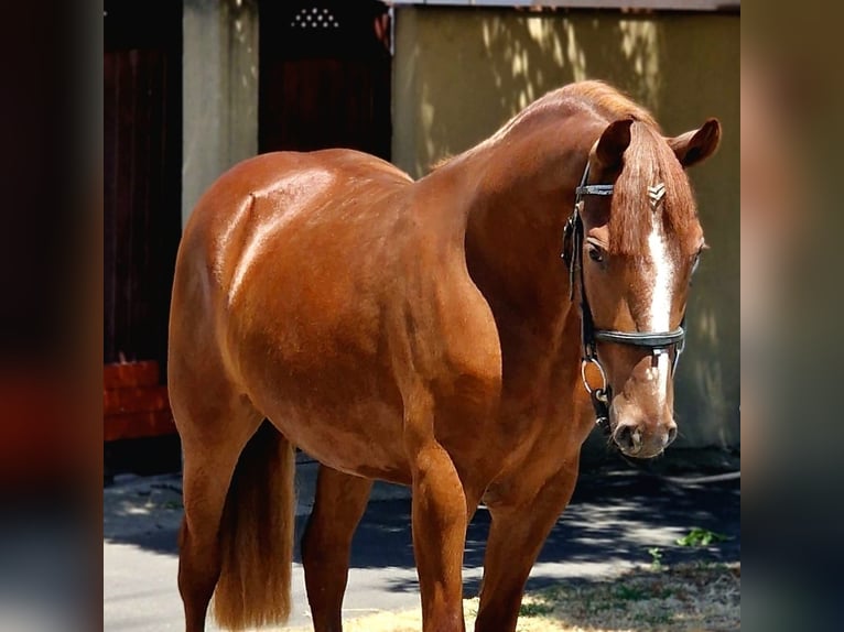 Fler ponnyer/små hästar Sto 4 år 143 cm in Deggendorf