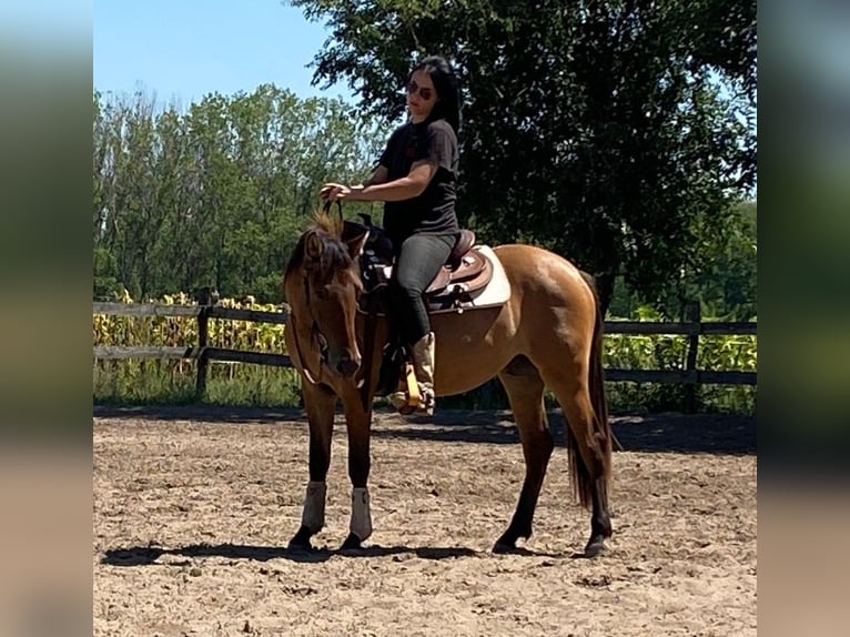 Fler ponnyer/små hästar Sto 4 år 145 cm Brun in Rajka