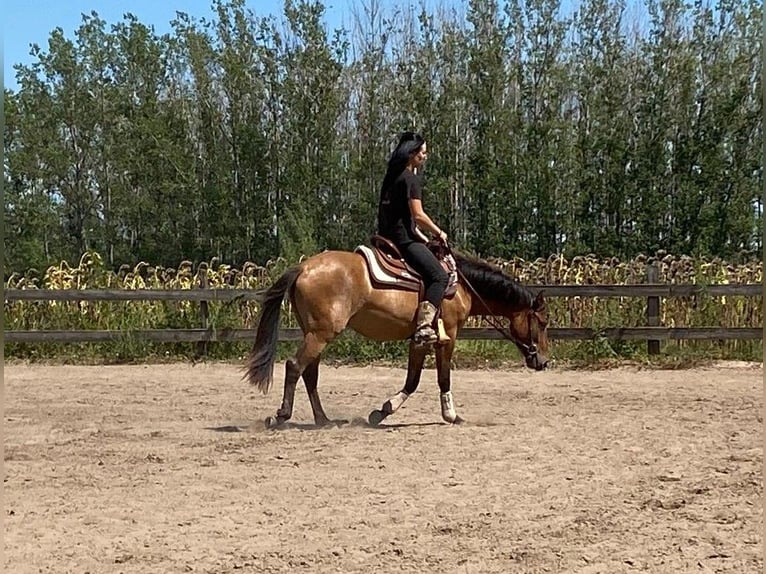 Fler ponnyer/små hästar Sto 4 år 145 cm Brun in Rajka