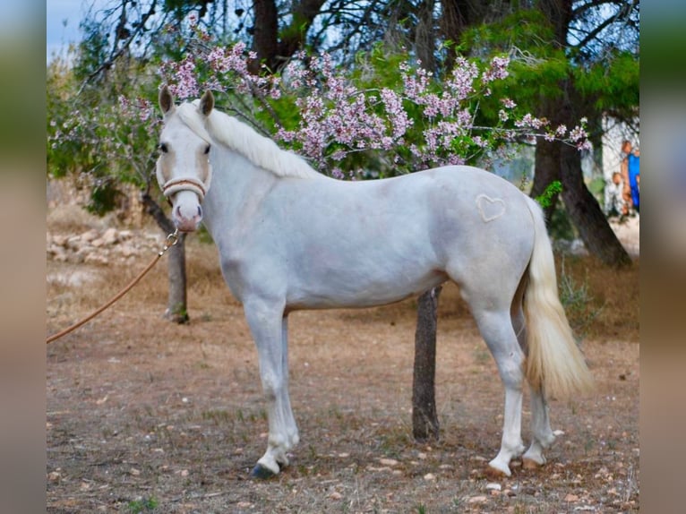 Fler ponnyer/små hästar Sto 4 år 147 cm Palomino in Valencia