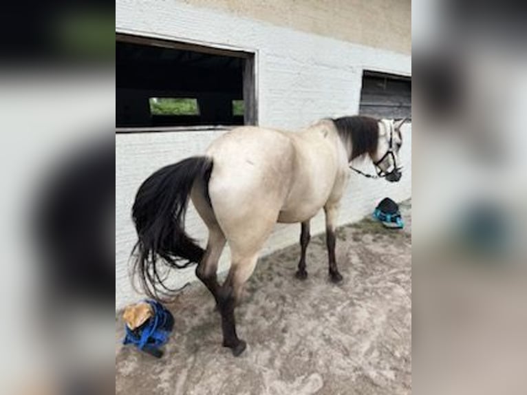 Fler ponnyer/små hästar Blandning Sto 4 år 153 cm Black in Bazas