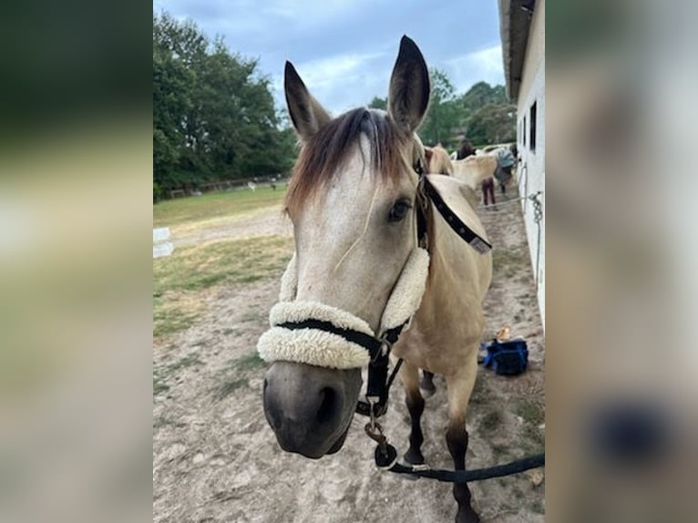 Fler ponnyer/små hästar Blandning Sto 4 år 153 cm Black in Bazas