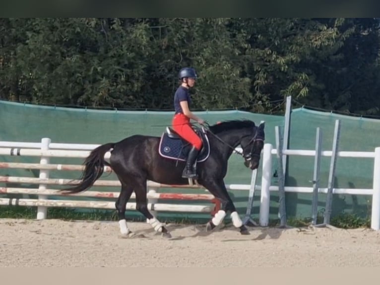 Fler ponnyer/små hästar Sto 4 år 153 cm Rökfärgad svart in Strass im Strassertal