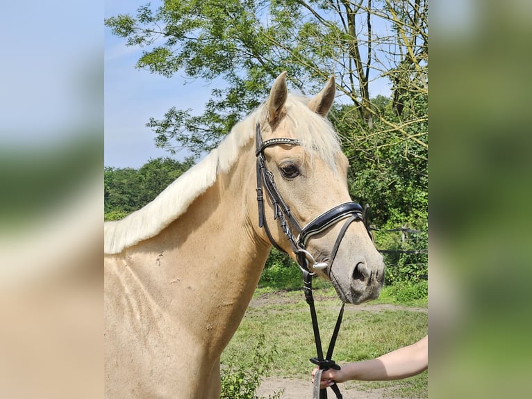 Fler ponnyer/små hästar Sto 4 år 155 cm Palomino in Nettetal