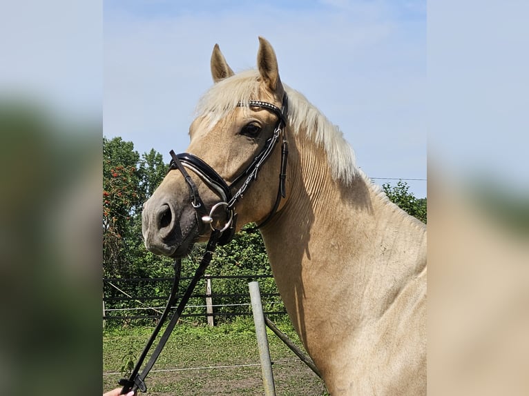 Fler ponnyer/små hästar Sto 4 år 155 cm Palomino in Nettetal