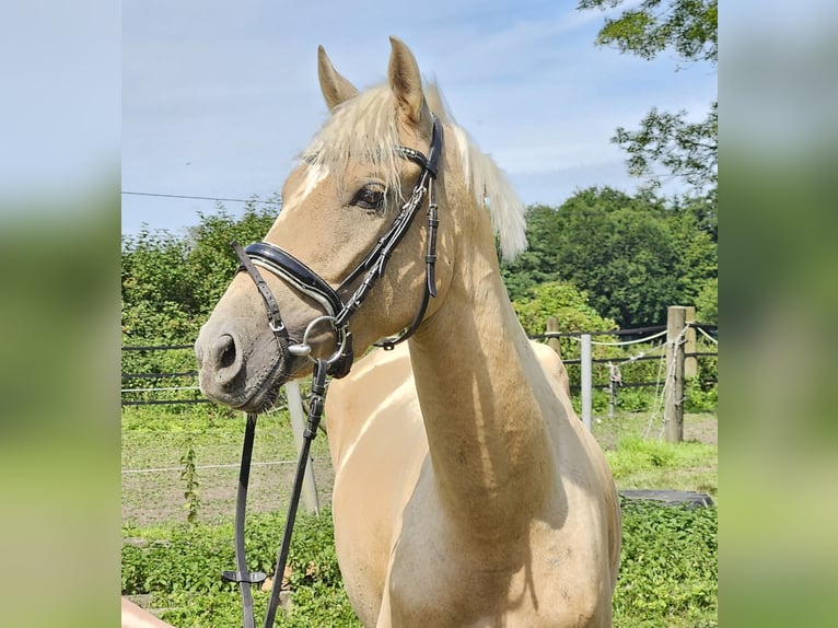 Fler ponnyer/små hästar Sto 4 år 155 cm Palomino in Nettetal