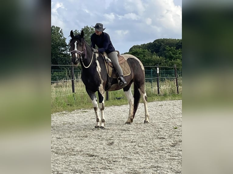 Fler ponnyer/små hästar Blandning Sto 4 år 155 cm Tobiano-skäck-alla-färger in Aarschot