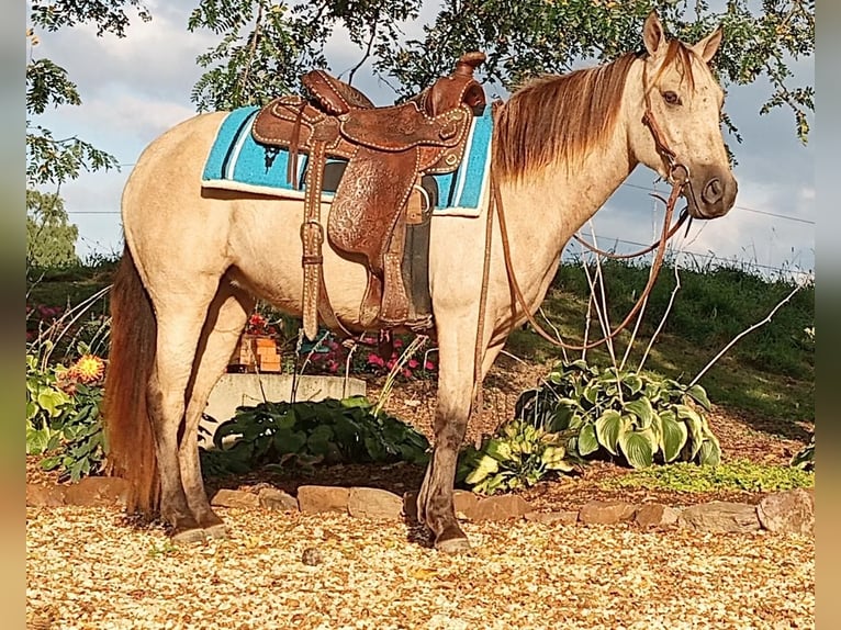 Fler ponnyer/små hästar Sto 5 år 127 cm Gulbrun in Allenwood