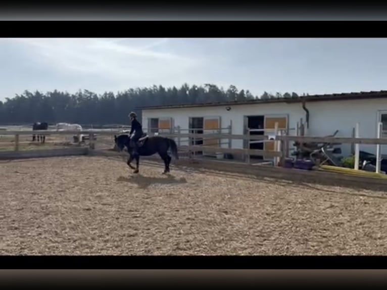 Fler ponnyer/små hästar Sto 5 år 136 cm Braunfalbschimmel in Lauf an der Pegnitz