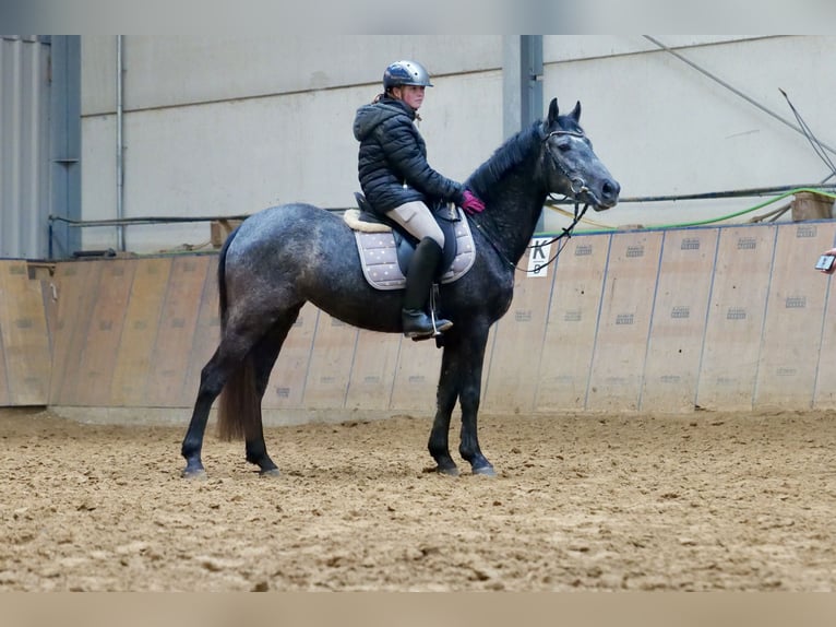 Fler ponnyer/små hästar Sto 5 år 140 cm Grå-blå-brun in Neustadt (Wied)