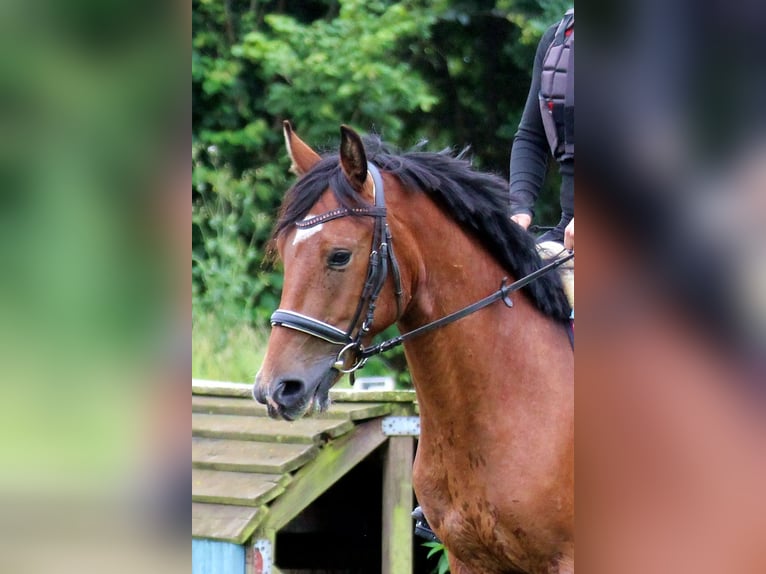 Fler ponnyer/små hästar Blandning Sto 5 år 145 cm Brun in Neumünster