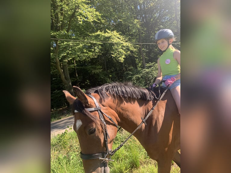 Fler ponnyer/små hästar Blandning Sto 5 år 145 cm Brun in Neumünster