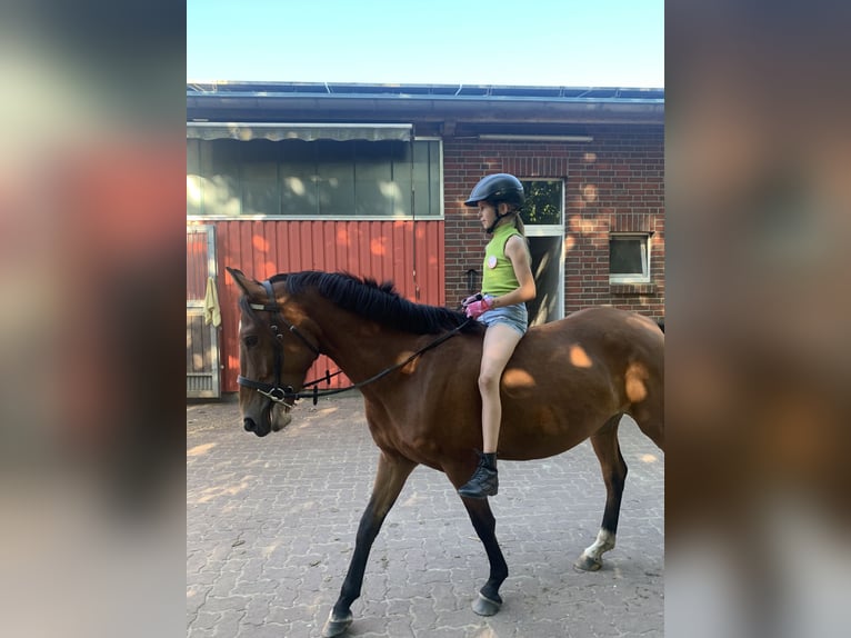 Fler ponnyer/små hästar Blandning Sto 5 år 145 cm Brun in Neumünster