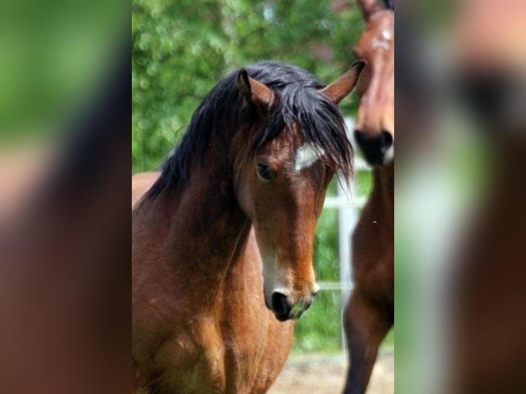 Fler ponnyer/små hästar Blandning Sto 5 år 145 cm Brun in Neumünster