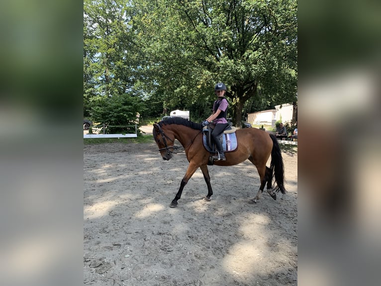 Fler ponnyer/små hästar Blandning Sto 5 år 145 cm Brun in Neumünster