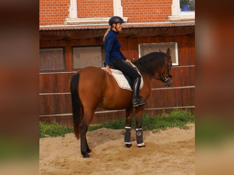 Fler ponnyer/små hästar Sto 5 år 145 cm Brun in Velpke