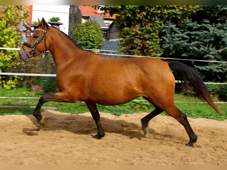 Fler ponnyer/små hästar Sto 5 år 145 cm Brun in Velpke