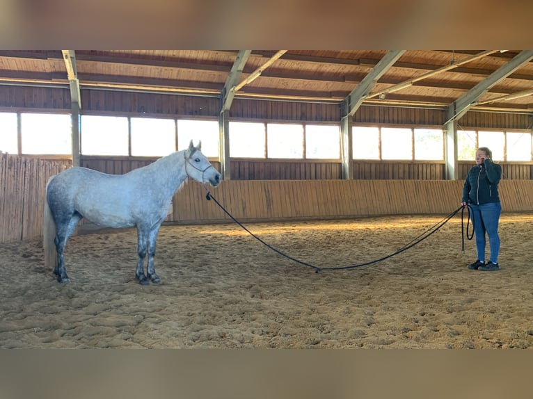 Fler ponnyer/små hästar Blandning Sto 5 år 147 cm Grå in Eberswang