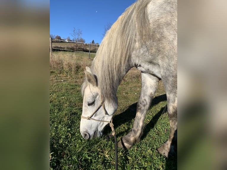 Fler ponnyer/små hästar Blandning Sto 5 år 147 cm Grå in Eberswang